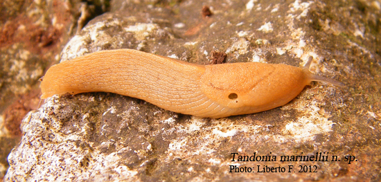 Tandonia marinellii n. sp.